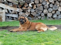 /album/fotogalerie-vrh-f/fanny2-jpg2/