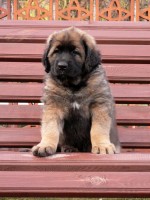 /album/fotogalerie-vrh-f/fionka-jpg1/