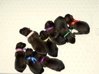 /album/fotogalerie-vrh-f/napodlozce-jpg1/