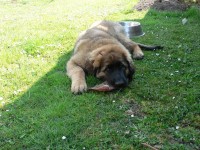 /album/fotogalerie-vrh-f/fiona1-jpg/