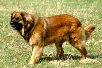 /album/fotogalerie-vrh-f/stud-dog-franceska-m3-jpg/