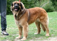 /album/fotogalerie-vrh-f/stud-dog-female-franceska-jpg3/